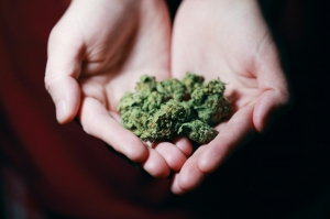 Effects of Marijuana Effects of Marijuana